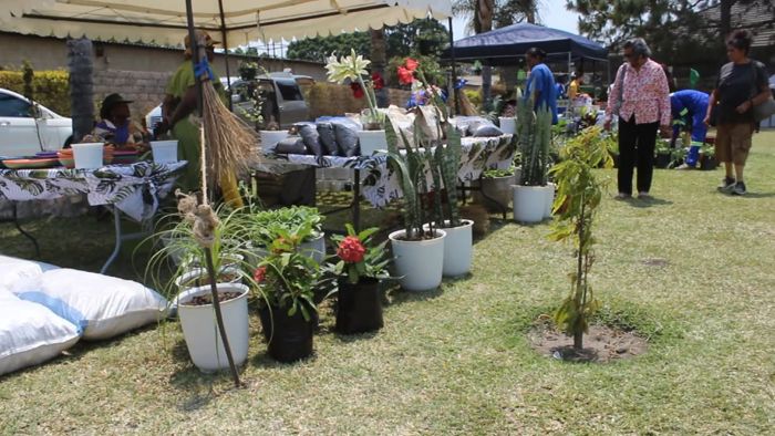 Potted plants, a lily in bloom and a young tree stand on the grass in front of stalls draped in leaf-print cloth while visitors browse.