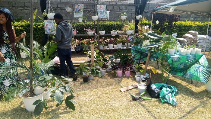 A stall packed with hanging baskets, shelves of leafy plants and potted palms, while a visitor looks over the display.